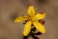 Hypericum australe